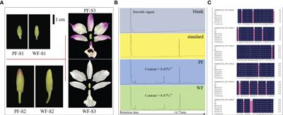 Transcriptome and metabolome analysis reveals the effect of flavonoids on flower color variation in Dendrobium nobile Lindl.